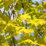 Клен остролистный Принцетон Голд С30 160-200