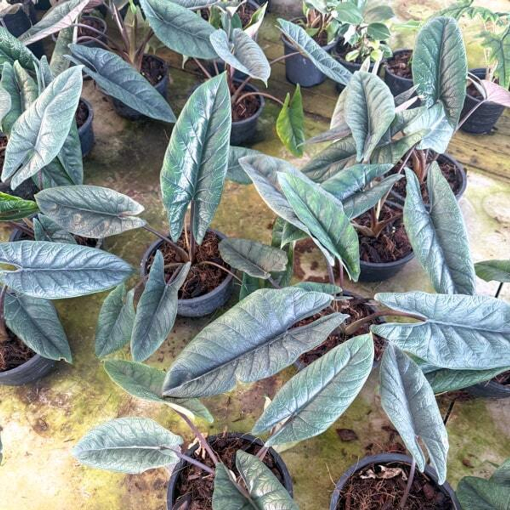 Алоказия SCALPRUM