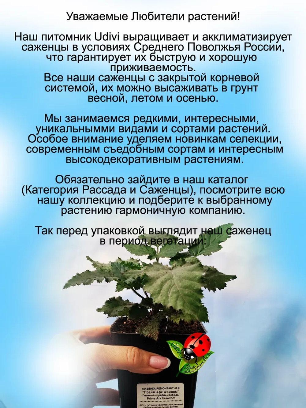 Ежевика Гай бесшипная.