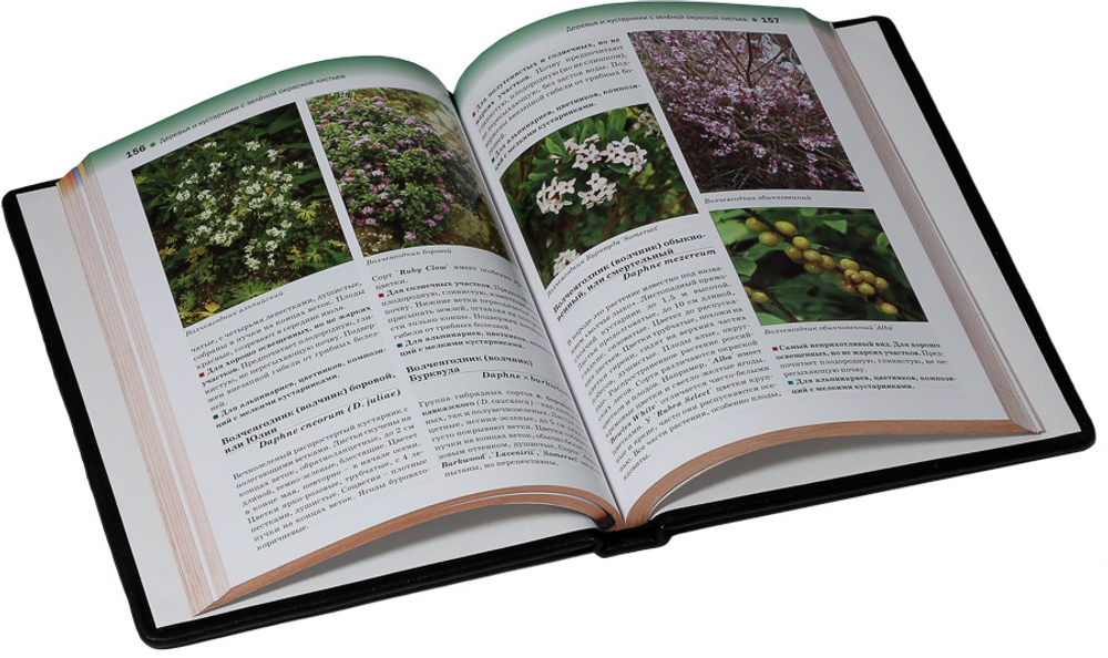 Атлас декоративных деревьев и кустарников