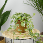 Хедера хеликс Вайт Риппл 13/15