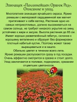 Эхинацея Поллинейшен Оранж Ред многолетняя