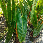 Филодендрон BILLIETIAE