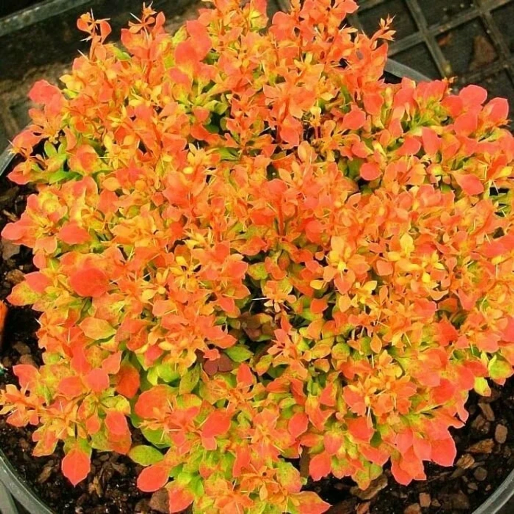 Барбарис Тунберга Голден Рокет С3 Закупка М60 июнь 2026