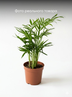 Ховея Dwarf Palm д.9