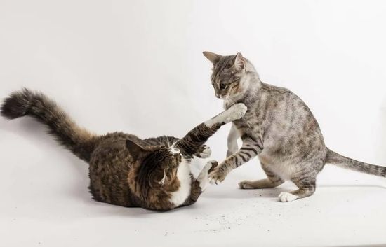 Почему кошки дерутся?