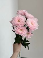 Хризантема в розовом оттенке