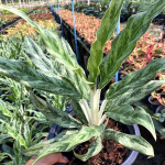 Аглаонема MONEY MONEY