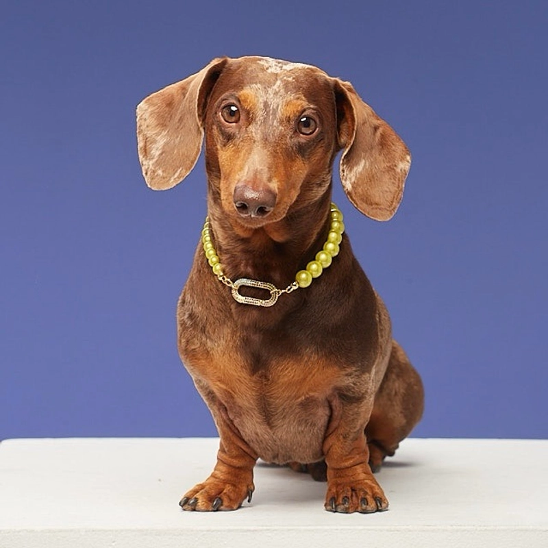 Колье Мой Любимый Пушистик – Персонализация