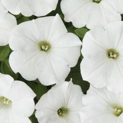 ПЕТУНИЯ E3 EASY WAVE WHITE | Alexagro