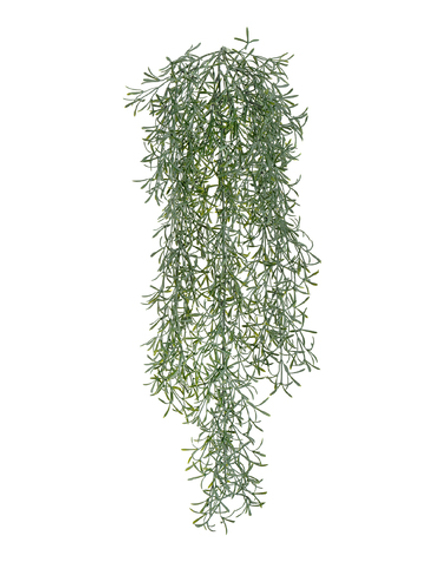 Аспарагус Шпренгера куст светло серый припылённый ампельный