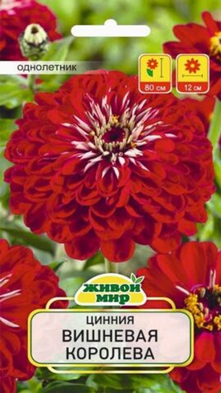 Цинния "ЖМ. Bишнeвaя кopoлeвa" 1г., Польша.