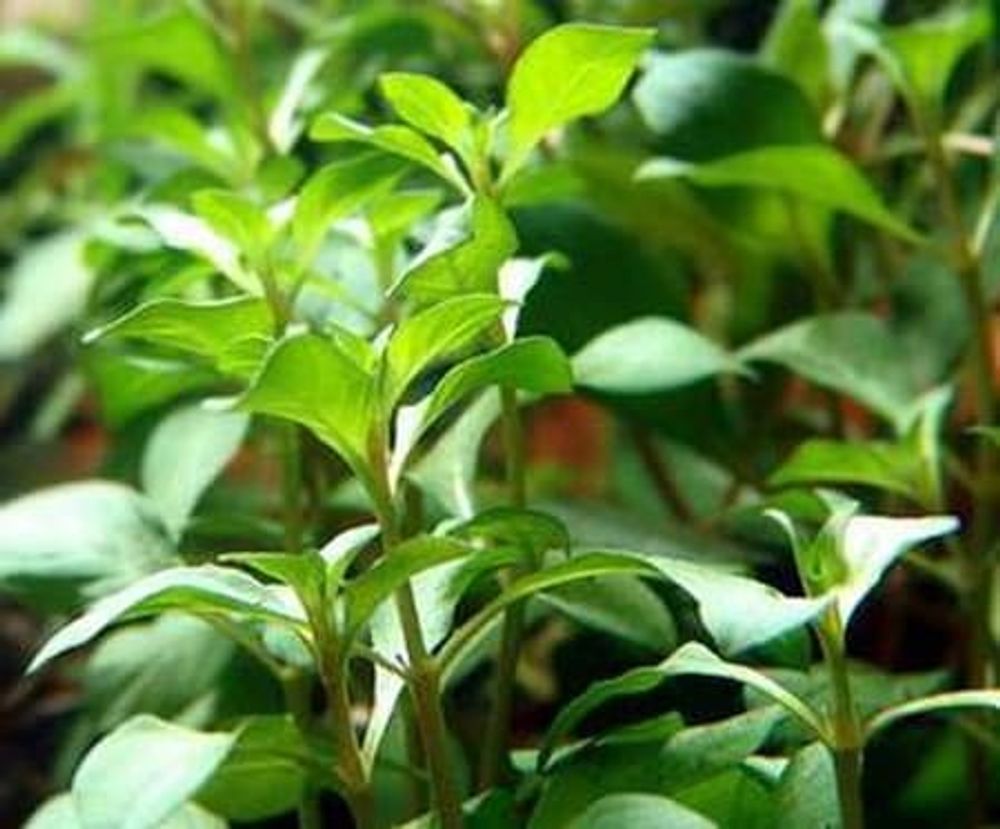 Людвигия болотная (код 811)