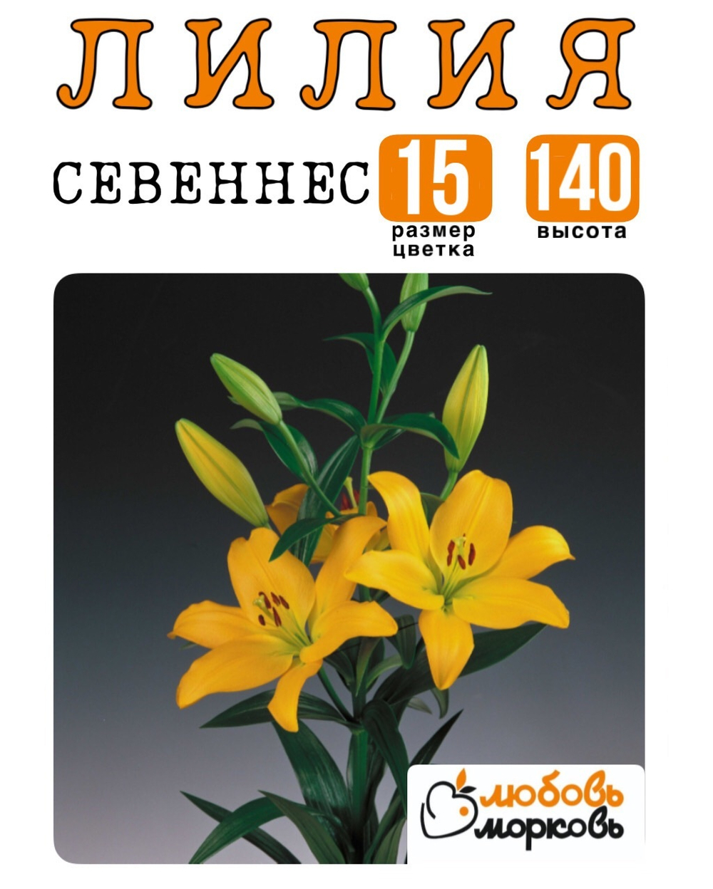 Лилия Луковица, Севеннес, ЛА-гибрид, 1 шт