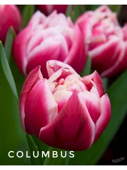Тюльпаны пионовидные ,луковицы 12+ сорт COLUMBUS (3штуки)
