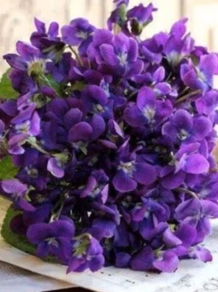 VIOLET base / ФИАЛКА CAS -