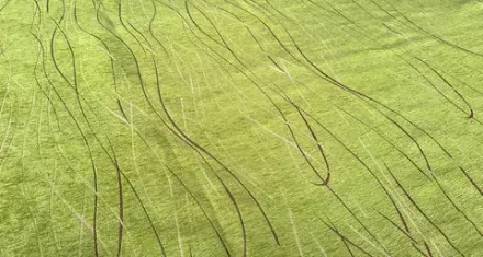 Шенилл Винд Грин