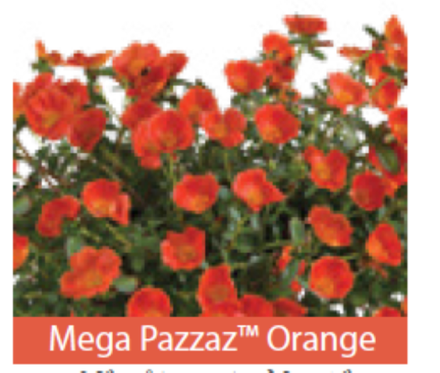 Портулак Mega Pazzaz Orange ОКС укорененный черенок 5-10 марта