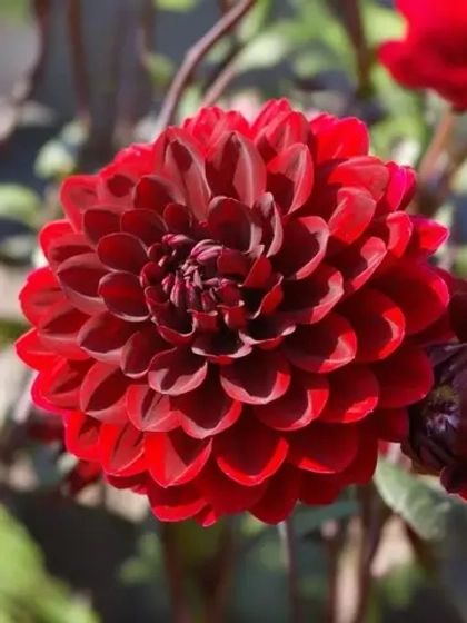 Георгин декоративный Карма Чок