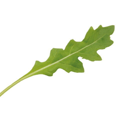 Летиция семена рукколы (Enza Zaden / Энза Заден)