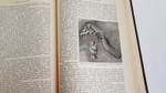 "История первобытной культуры". Г.Шурц. 1907 г.