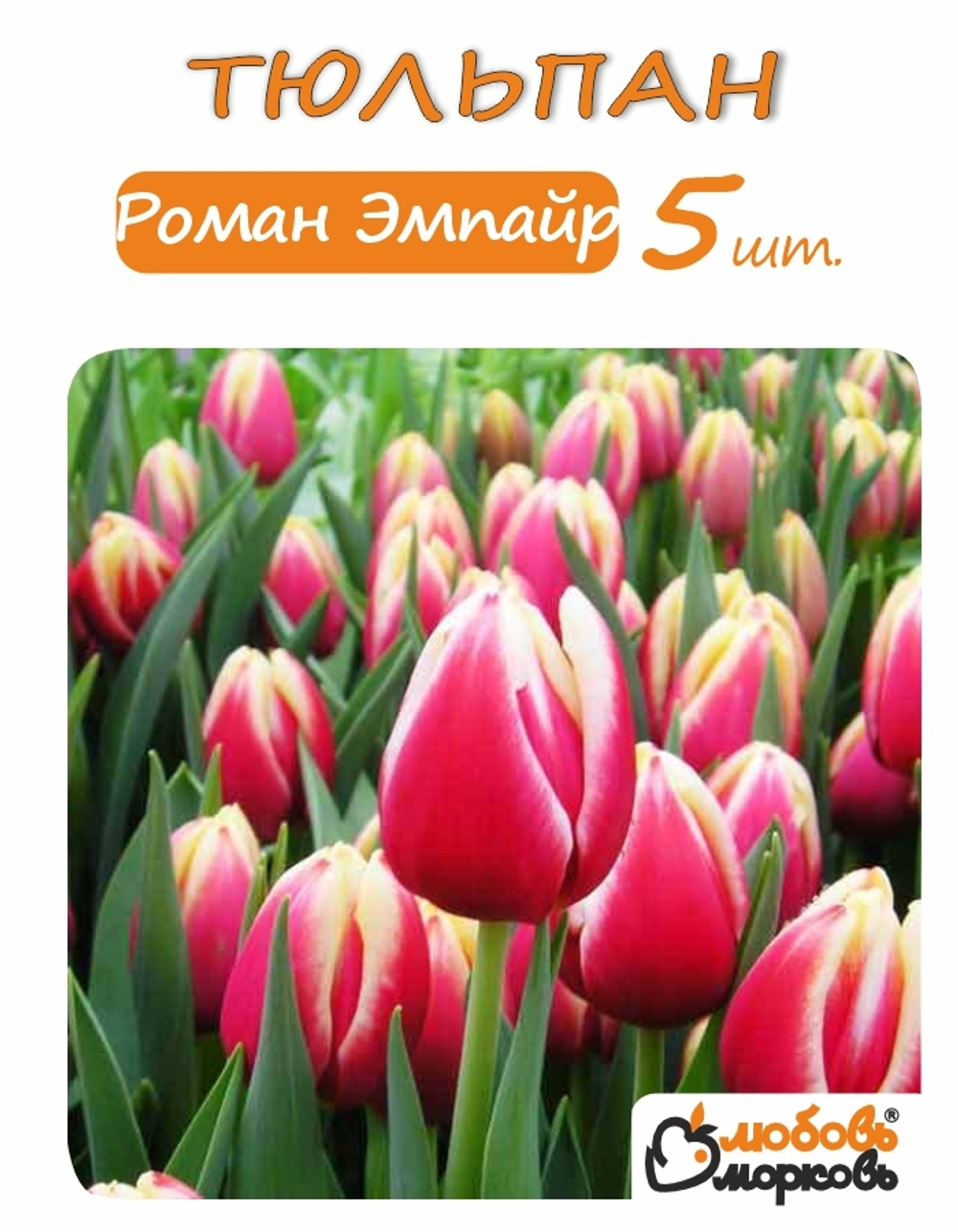 Тюльпан Луковица, Роман Эмпайр, 5 шт