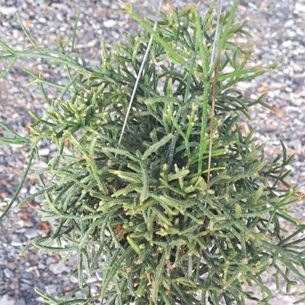 Рипсалис TERES F. PRISMATICA