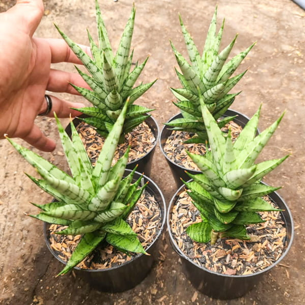 Сансевиерия KESYA