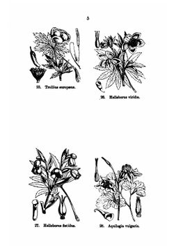 Illustrations of the British flora, drawn by W.H. Fitch and W.G. Smith | Walter Hood Fitch