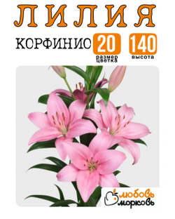 Лилия Луковица, Корфинио, ЛА-гибрид, 1 шт