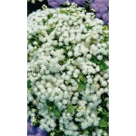 Семена Агератум (долгоцветка) Снежный сугроб (УД) Е/П