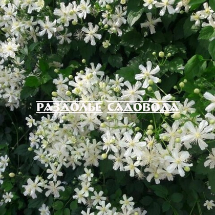 Клематис фаргезиоидес Летний снег