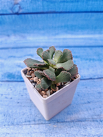 Aloinopsis malherbei (Алоинопсис)