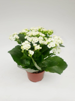 Каланхоэ, диаметр 10 (цвета - красный,оранжевый, белый, розовый)