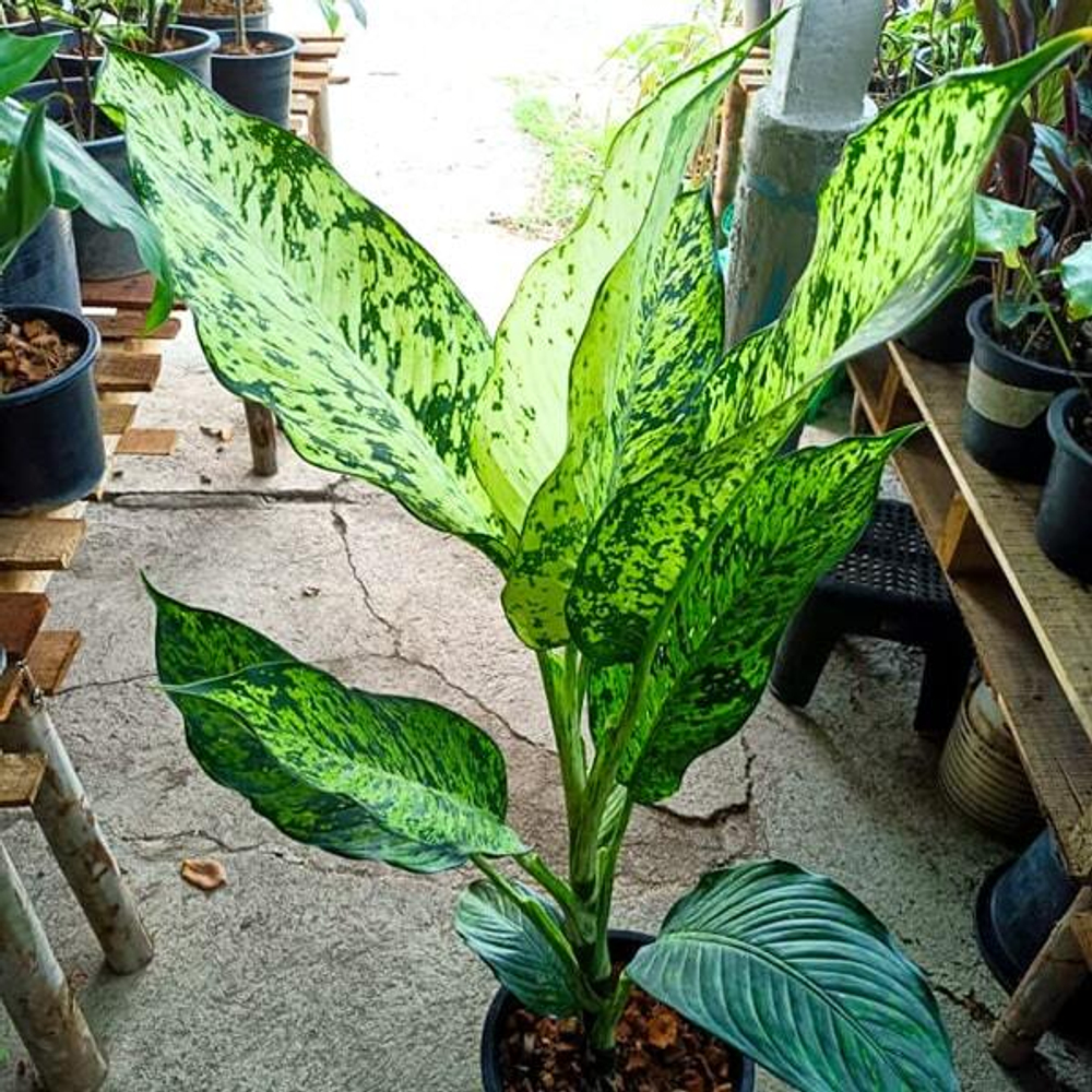 Диффенбахия SIRI CHOKCHAI