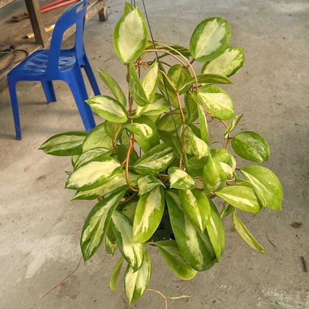 Хойя INCRASSATA VAR INSIDE