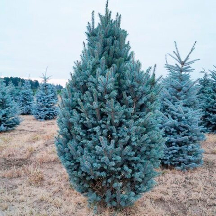 Ель колючая Iseli Fastigiate (Изели Фастигиата) 85 см