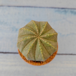 Euphoria Obesa (Эуфорбия)