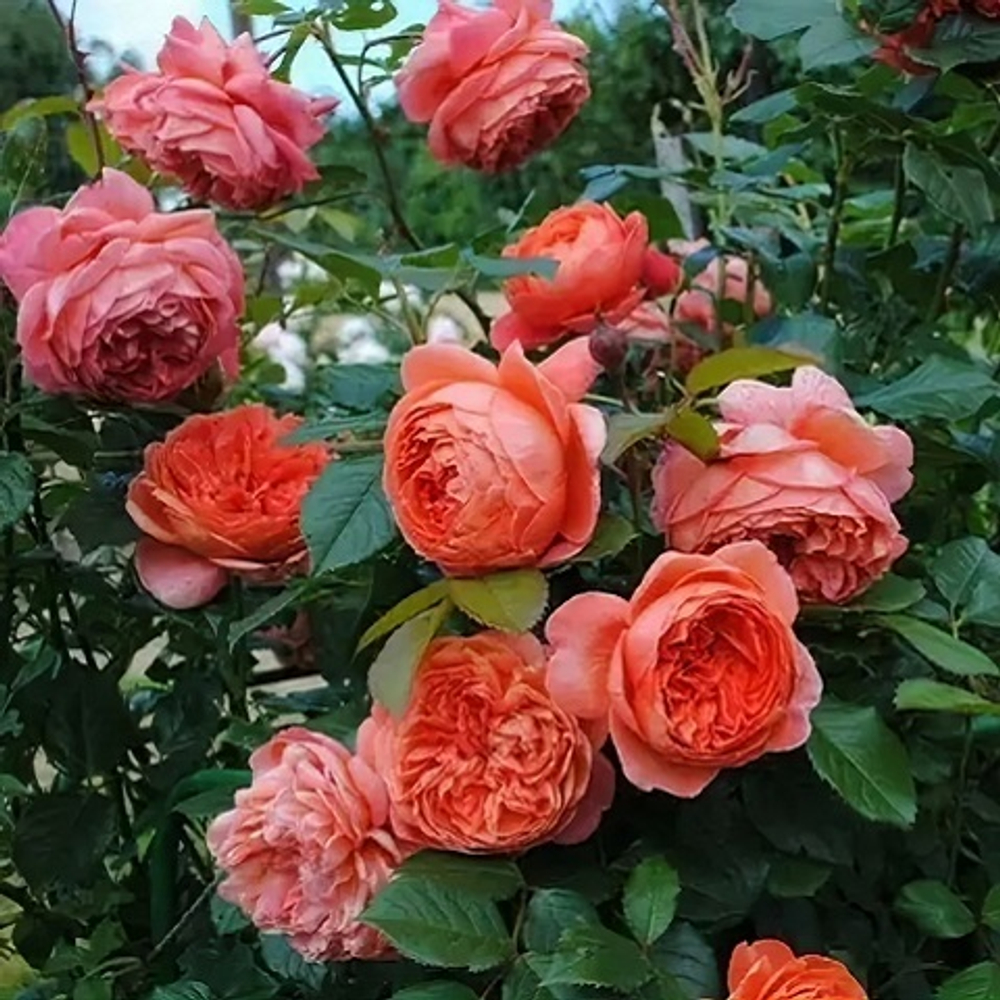 Роза чайно-гибридная Rene Goscinny