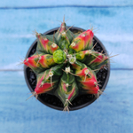 Gymnocalycium Variegata (Гимнокалициум Вариегатный)