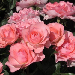 Роза Жардин де Франс штамб 130 см Закупка М21 весна 2026