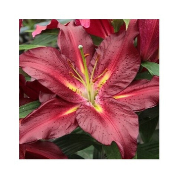 Лилия Коммитмент