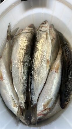 Малосоленая рыба