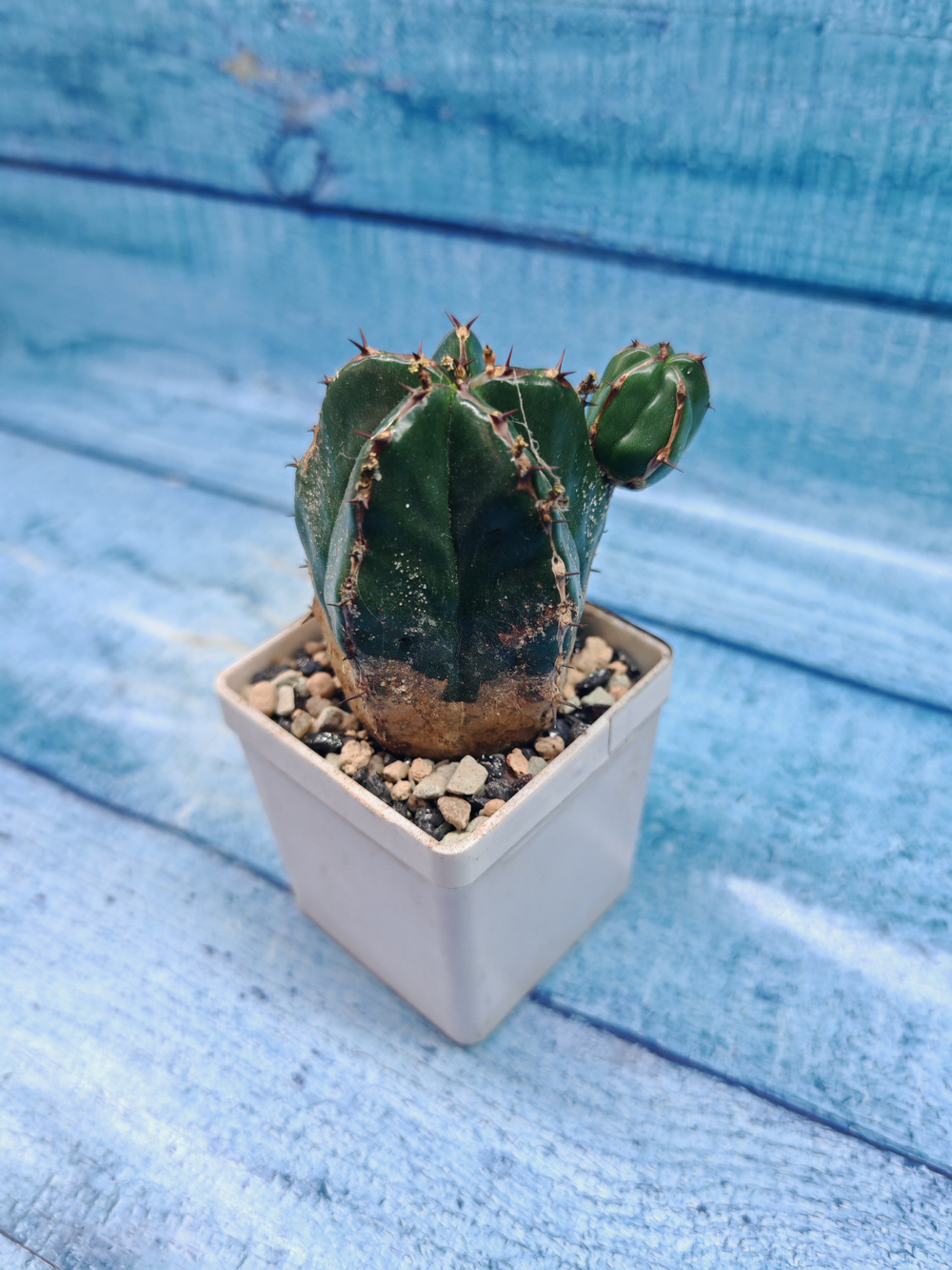 Euphorbia Handiensis (Эуфорбия)