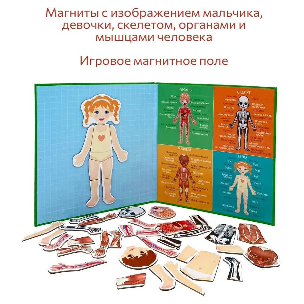 Тело человека, магнитная игра