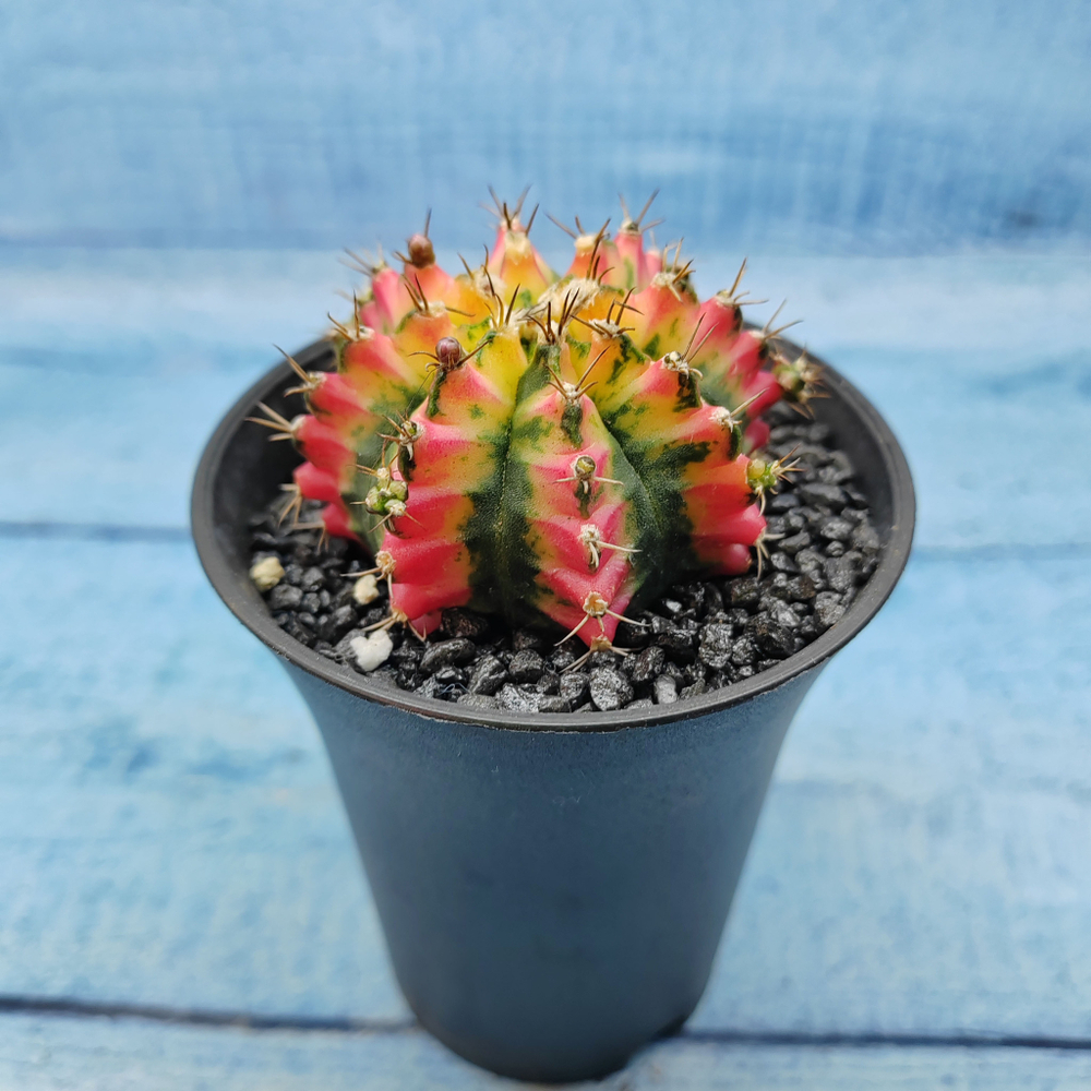 Gymnocalycium Variegata (Гимнокалициум Вариегатный)