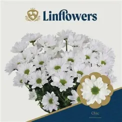 Кустовая хризантема Chic (Шик), плантация Linflowers