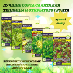 Семена салата: выбор для вашего сада. Семена Алтая