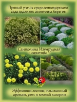 Сантолина Изумрудная вечнозелёная