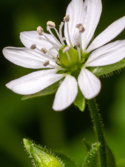 Увлажняющий лосьон для тела Purito Luminous Moisture Shea Butter Body Lotion Cotton Dreamlightс маслом Ши 300 мл.